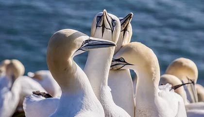 乐鱼网站-胡明轩辽粤大战个人集锦:全场砍下16分2篮板3助攻