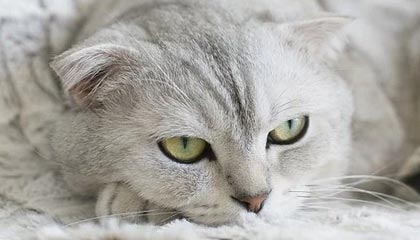 AL次局集锦：纳亚菲利团战游龙完美发挥，AL强势扳回一城