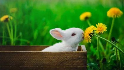 乐鱼APP下载-王全立：多哈泳战国手豪取7金，巴黎奥运有惊喜？